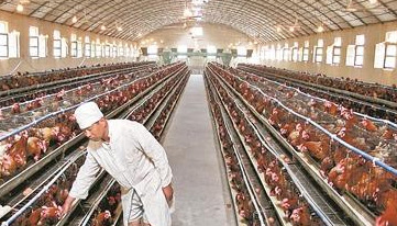 養(yǎng)雞場要怎么養(yǎng)雞比較好呢？