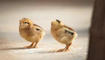 養(yǎng)殖雛雞需要掌握哪些技術(shù)？以及養(yǎng)殖的注意事項