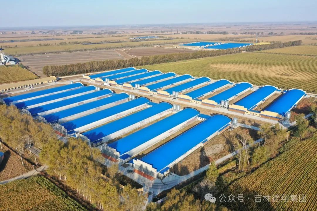 熱烈慶祝德翔第六肉雞自養(yǎng)場進(jìn)雛投產(chǎn)！